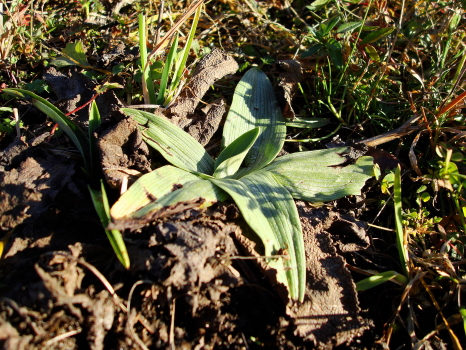 Rosette di Ophrys ed Anacamptis in novembre!